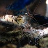 Home-Bred Snow Zebra shrimp Sula Neocaridina Shrimp | Shrimp Cove UK