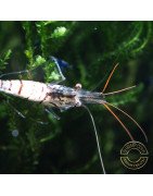 Home-Bred Snow Zebra shrimp Sula Neocaridina Shrimp | Shrimp Cove UK