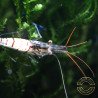 Home-Bred Snow Zebra shrimp Sula Neocaridina Shrimp | Shrimp Cove UK