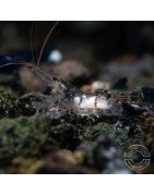 Home-Bred Snow Zebra shrimp Sula Neocaridina Shrimp | Shrimp Cove UK