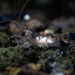 Home-Bred Snow Zebra shrimp Sula Neocaridina Shrimp | Shrimp Cove UK