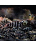OE Zebra Babaulti Shrimp Non-Crossbreeding