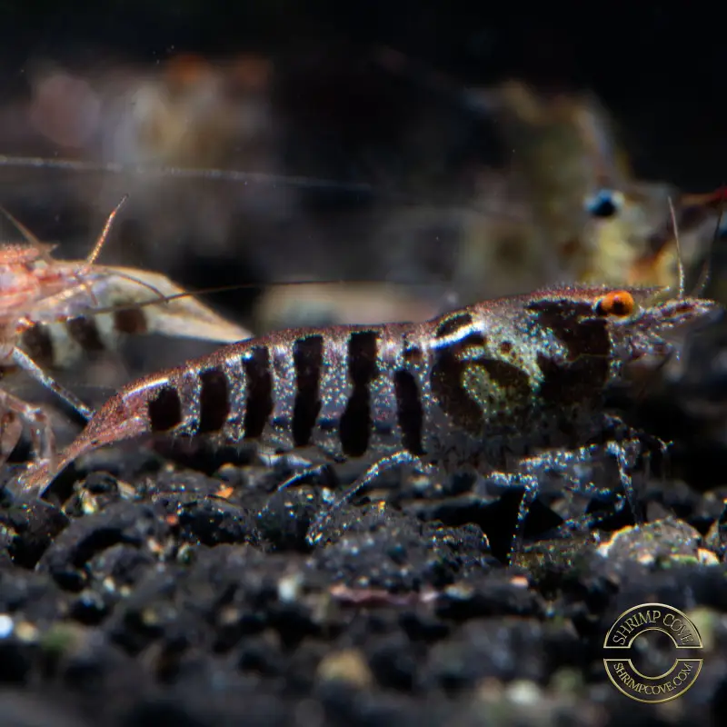 OE Zebra Babaulti Shrimp Non-Crossbreeding