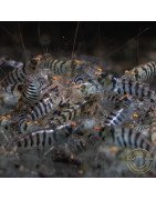 OE Zebra Babaulti Shrimp Non-Crossbreeding