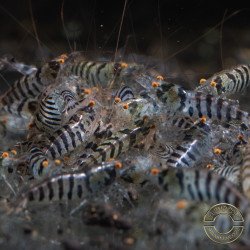 OE Zebra Babaulti Shrimp Non-Crossbreeding