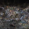 OE Zebra Babaulti Shrimp Non-Crossbreeding