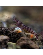 Palma Violet Zebra Babaulti Shrimp Non-Crossbreeding