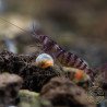 Palma Violet Zebra Babaulti Shrimp Non-Crossbreeding