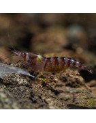 Palma Violet Zebra Babaulti Shrimp Non-Crossbreeding
