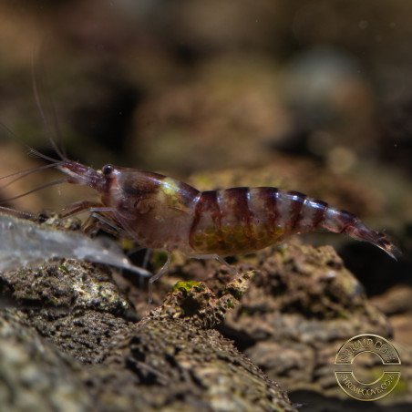 Palma Violet Zebra Babaulti Shrimp Non-Crossbreeding