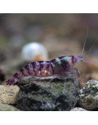 Palma Violet Zebra Babaulti Shrimp Non-Crossbreeding