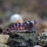 Palma Violet Zebra Babaulti Shrimp Non-Crossbreeding