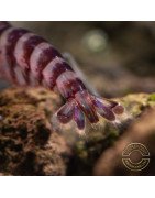 Palma Violet Zebra Babaulti Shrimp Non-Crossbreeding