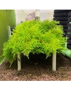 Cove Magic Moss on Table - Flat Pack Shrimp Cove