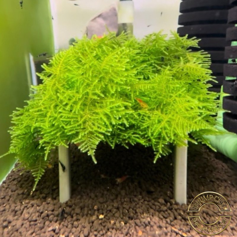 Cove Magic Moss on Table - Flat Pack Shrimp Cove