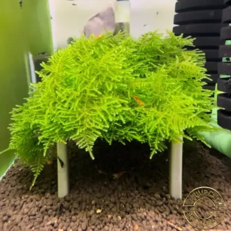 Cove Magic Moss on Table - Flat Pack Shrimp Cove