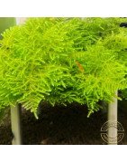 Cove Magic Moss on Table - Flat Pack Shrimp Cove