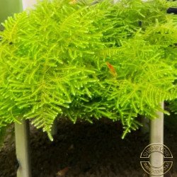 Cove Magic Moss on Table - Flat Pack Shrimp Cove