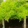 Cove Magic Moss on Table - Flat Pack Shrimp Cove