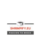 Shrimpfy OE Blue & Green  Neocaridina Shrimp Buy Now at Shrimp Cove