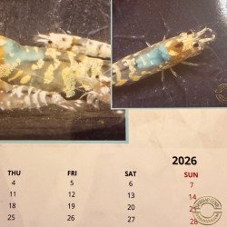 Shrimp Calendar now available, Best Gift. Buy Now at Shrimp Cove UK