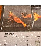 Shrimp Calendar now available, Best Gift. Buy Now at Shrimp Cove UK