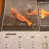 Shrimp Calendar now available, Best Gift. Buy Now at Shrimp Cove UK