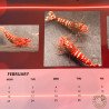 Shrimp Calendar now available, Best Gift. Buy Now at Shrimp Cove UK