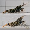 TB Shrimp Pair RARE Black Snowfall Caridina shrimp Auction Shrimp Cove