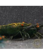 Shrimpfy OE Blue & Green  Neocaridina Shrimp Buy Now at Shrimp Cove