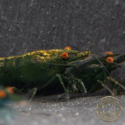 Shrimpfy OE Blue & Green  Neocaridina Shrimp Buy Now at Shrimp Cove