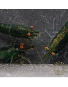 Shrimpfy OE Blue & Green  Neocaridina Shrimp Buy Now at Shrimp Cove