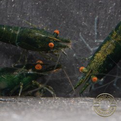 Shrimpfy OE Blue & Green  Neocaridina Shrimp Buy Now at Shrimp Cove