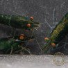 Shrimpfy OE Blue & Green  Neocaridina Shrimp Buy Now at Shrimp Cove