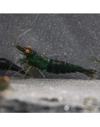 Shrimpfy OE Blue & Green  Neocaridina Shrimp Buy Now at Shrimp Cove