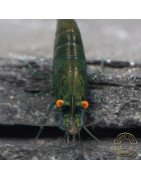 Shrimpfy OE Blue & Green  Neocaridina Shrimp Buy Now at Shrimp Cove