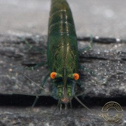 Shrimpfy OE Blue & Green  Neocaridina Shrimp Buy Now at Shrimp Cove