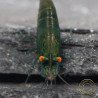 Shrimpfy OE Blue & Green  Neocaridina Shrimp Buy Now at Shrimp Cove