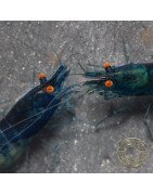 Shrimpfy OE Blue & Green  Neocaridina Shrimp Buy Now at Shrimp Cove