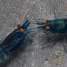 Shrimpfy OE Blue & Green  Neocaridina Shrimp Buy Now at Shrimp Cove