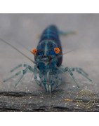 Shrimpfy OE Blue & Green  Neocaridina Shrimp Buy Now at Shrimp Cove