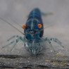 Shrimpfy OE Blue & Green  Neocaridina Shrimp Buy Now at Shrimp Cove