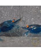 Shrimpfy OE Blue & Green  Neocaridina Shrimp Buy Now at Shrimp Cove