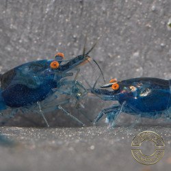 Shrimpfy OE Blue & Green  Neocaridina Shrimp Buy Now at Shrimp Cove