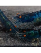 Shrimpfy OE Blue & Green  Neocaridina Shrimp Buy Now at Shrimp Cove