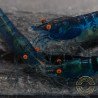Shrimpfy OE Blue & Green  Neocaridina Shrimp Buy Now at Shrimp Cove