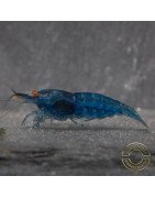 Shrimpfy OE Blue & Green  Neocaridina Shrimp Buy Now at Shrimp Cove