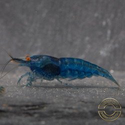 Shrimpfy OE Blue & Green  Neocaridina Shrimp Buy Now at Shrimp Cove