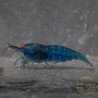 Shrimpfy OE Blue & Green  Neocaridina Shrimp Buy Now at Shrimp Cove