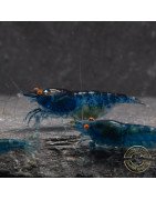 Shrimpfy OE Blue & Green  Neocaridina Shrimp Buy Now at Shrimp Cove
